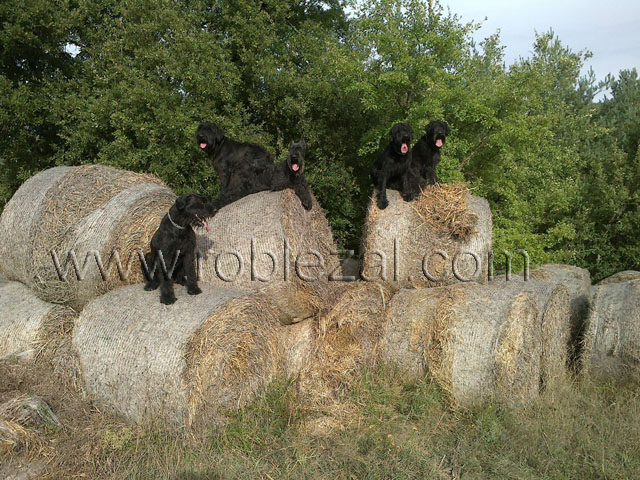 grupo schnauzer gigante bolas de paja